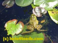 /home//u458753944/public_html/sourcegallery//Frogs/More bullfrogs/DSCN5483.JPG
